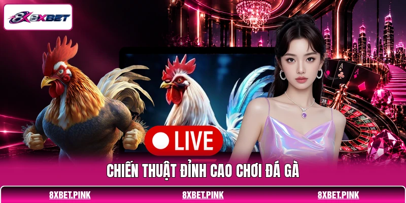 Chiến thuật đỉnh cao chơi đá gà